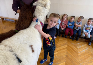 Chłopiec przytula się do alpaki