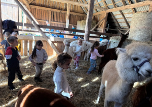 Dzieci głaszczą alpaki