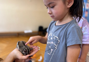 Dziewczynka głaszcze zwierzątko