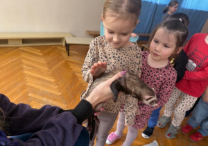 Dziewczynka dotyka futerka fretki