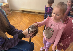 Dziewczynka dotyka futerka fretki