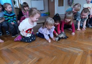 Dzieci przyglądają się z bliska zwierzątku fretka